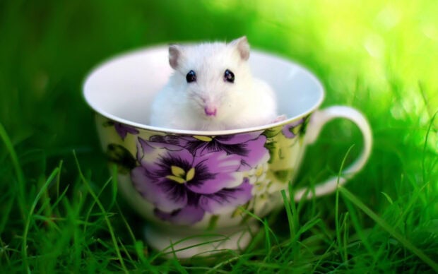A white mouse sitting inside a floral teacup on green grass with bright background