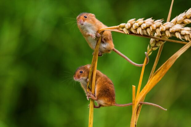 Two wild mouse rodents climbing yellow grass stalks in green field