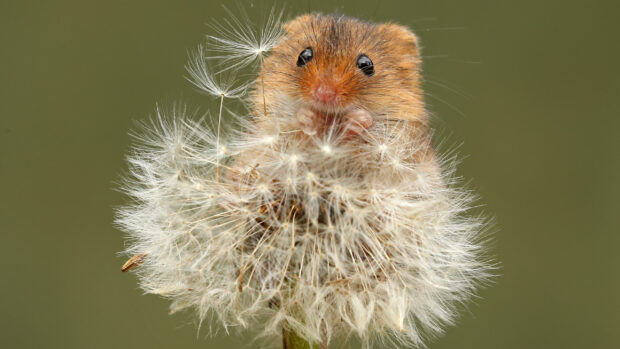 A small mouse sitting on a dandelion with its eyes looking forward