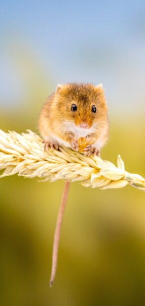Cute mouse eating grain on a plant in nature with a blurred background