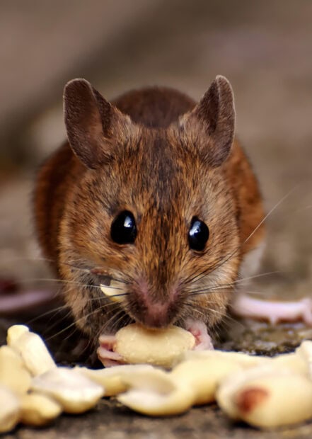A close up of a mouse eating a piece of food with clear detailed fur and bright eyes