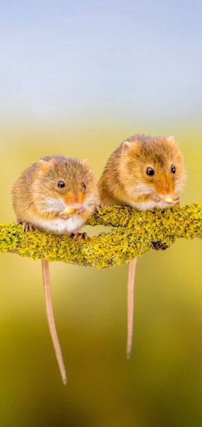 Two small mouse eating on a branch covered with yellow moss in natural environment