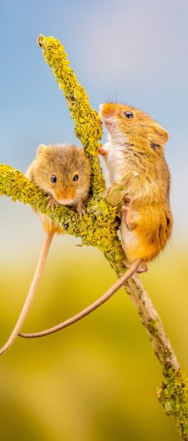 Two small mice climbing on a yellow mossy branch in natural habitat