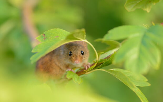 A mouse peeking out from behind green leaves in a natural setting
