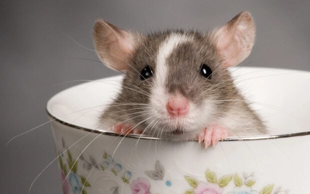 A cute mouse peeking out from a decorated porcelain cup with floral patterns