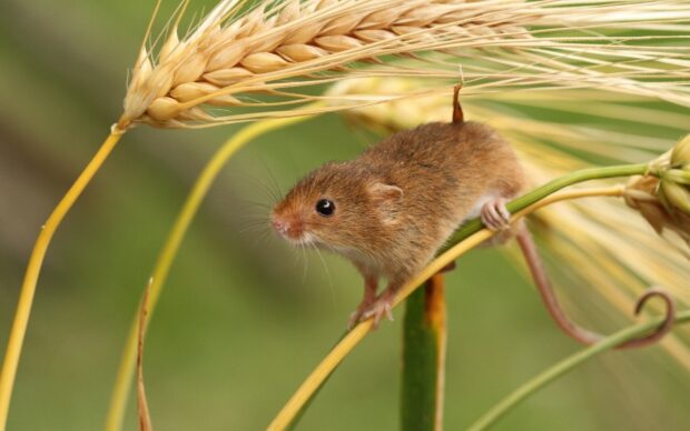 A small mouse climbing on a golden wheat stalk in nature