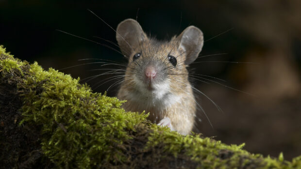 Cute wild mouse peeking over moss covered log in natural forest environment