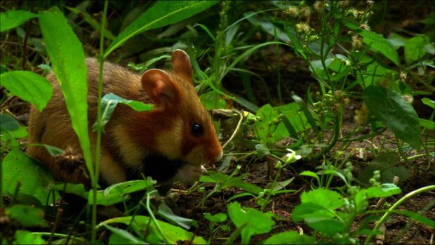 A small mouse eating food among green plants in the forest floor