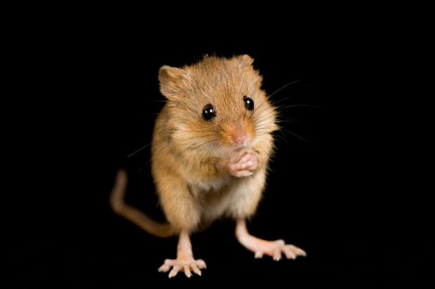A small mouse with brown fur holding its paws together on a black background
