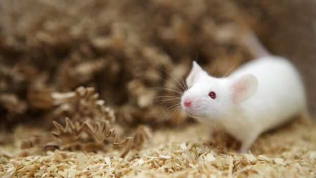 A white mouse with red eyes standing on wood shavings looking curious
