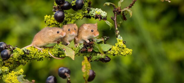 Three small mouse animals sitting on a green branch with berries in a natural setting