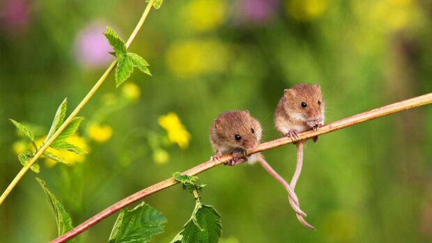 Two small mice sitting on a branch in a green natural environment
