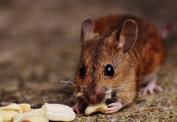 A brown mouse eating a nut with sharp teeth and bright eyes on the ground