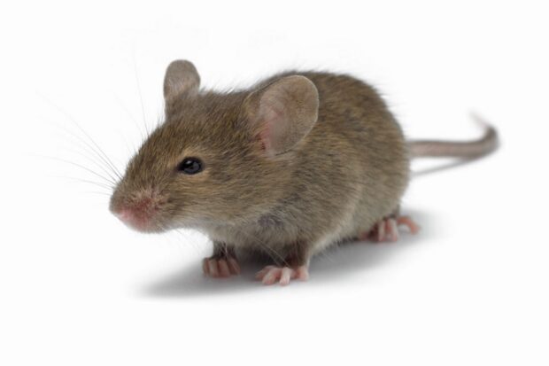A close up of a small brown mouse with detailed fur and whiskers on a white background