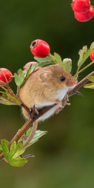 A small mouse resting on a branch with green leaves and red berries in natural environment