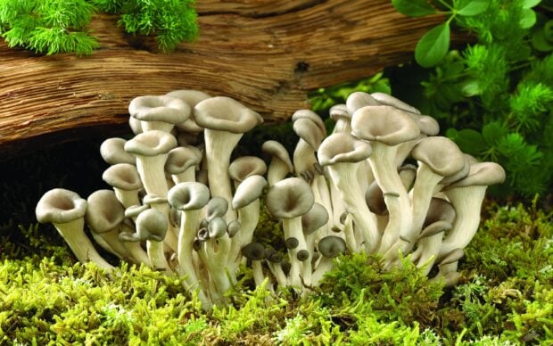 A cluster of mushrooms growing on vibrant green moss under a fallen tree in a forest environment