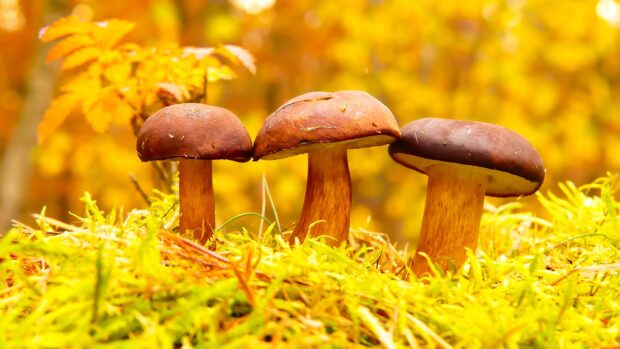Three mushrooms growing among yellow moss in a forest setting