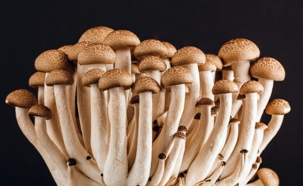 A close up of mushrooms growing closely together with textured caps