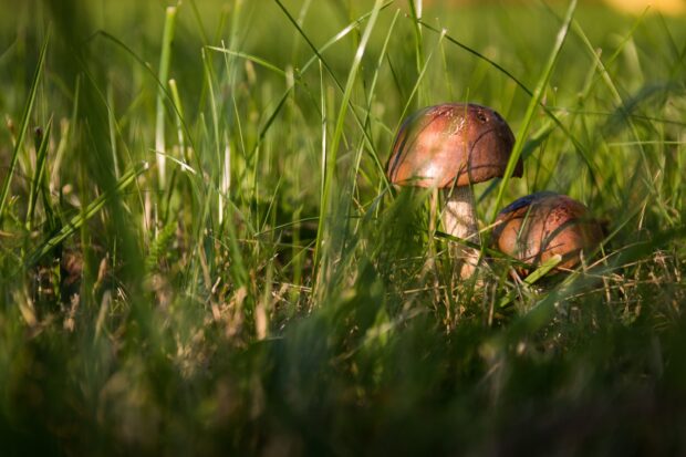 Two brown mushrooms growing in green grass surrounded by sunlight