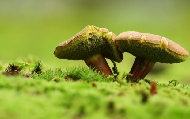 Two mushrooms growing on green moss in a natural forest setting