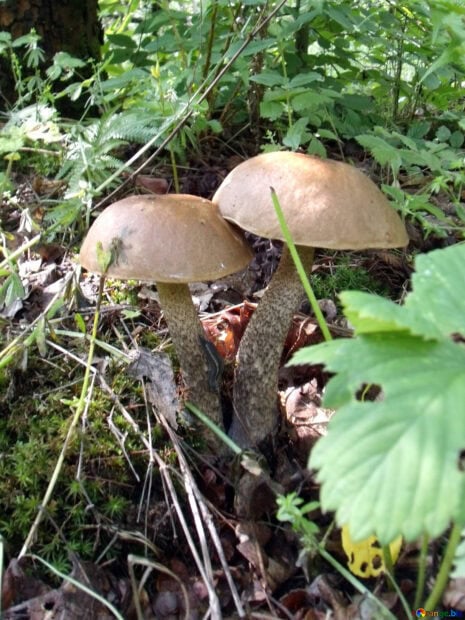 Two tall mushrooms growing among grass and leaves in a forest setting