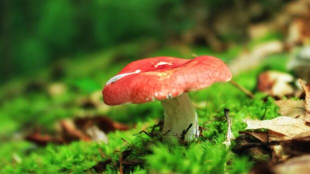 A red mushroom growing on green moss in the forest floor surrounded by fallen leaves
