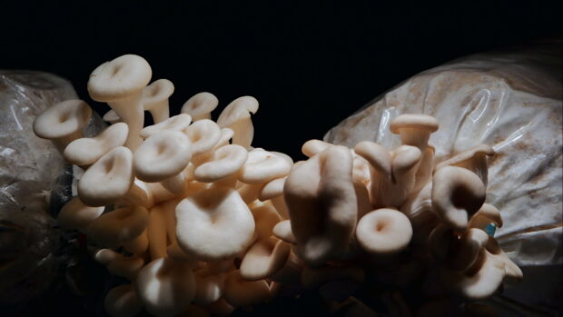 Cluster of white mushrooms growing densely against a dark background