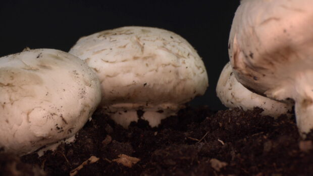 Fresh mushrooms growing in rich soil with detailed texture and natural colors