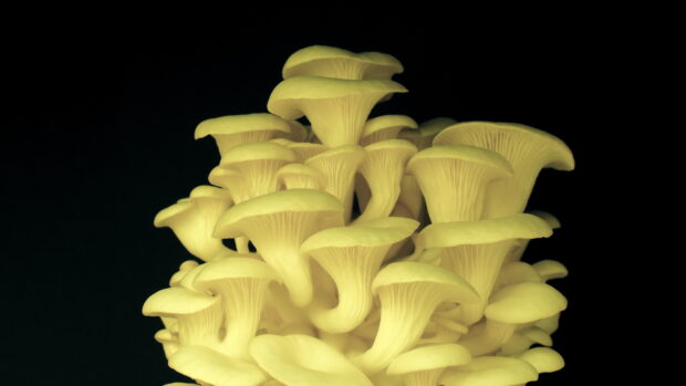A cluster of yellow mushrooms growing closely together on a dark background