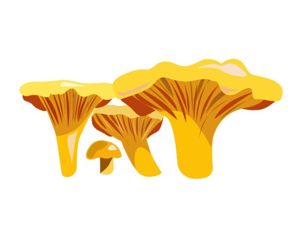 A group of yellow chanterelle mushrooms growing together in a cluster