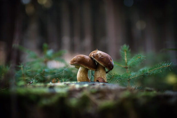 Two wild mushrooms growing among green moss and pine branches in forest