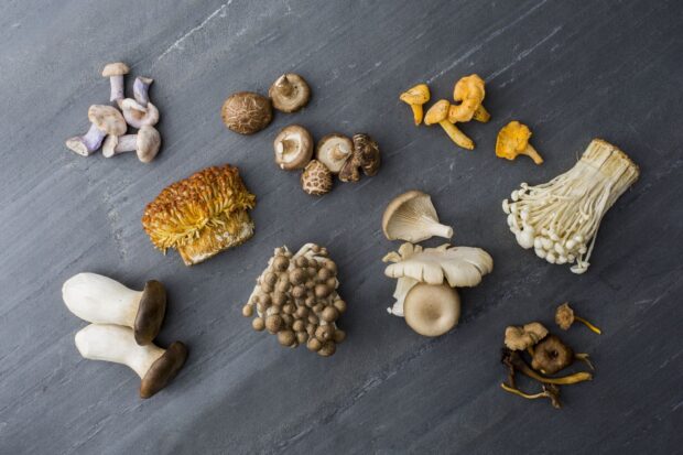 Various species of mushrooms arranged on a dark surface showcasing different mushroom types in detail