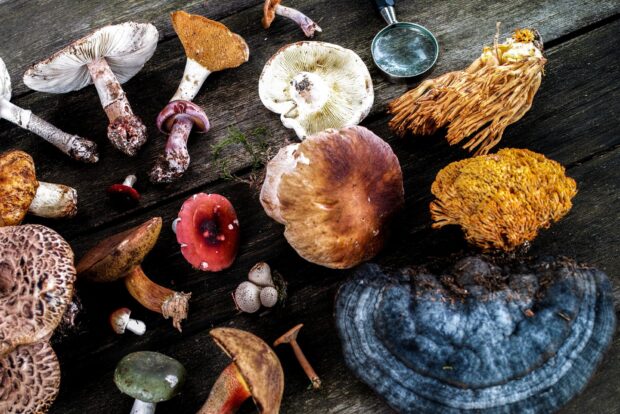 Various wild mushrooms gathered on a wooden surface including colorful and textured fungi