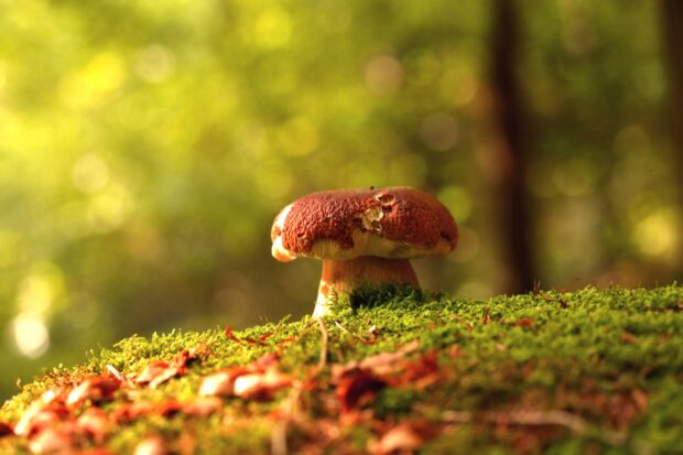 A single brown mushroom growing on green moss in a forest setting