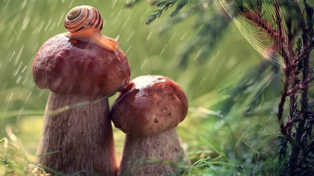 A snail crawling on a brown cap mushroom in a rainy forest environment