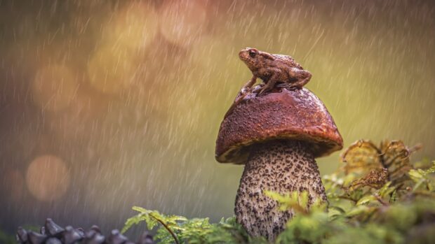 A toad sitting on top of a brown mushroom in the rain with green foliage around