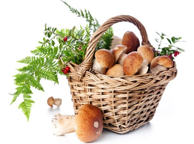 A basket of fresh mushrooms surrounded by green leaves and red berries on a white background