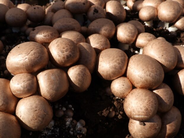 Fresh mushrooms growing densely in rich soil with natural lighting