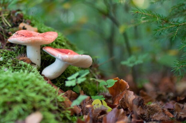 Red mushrooms growing on mossy forest floor in autumn woodland