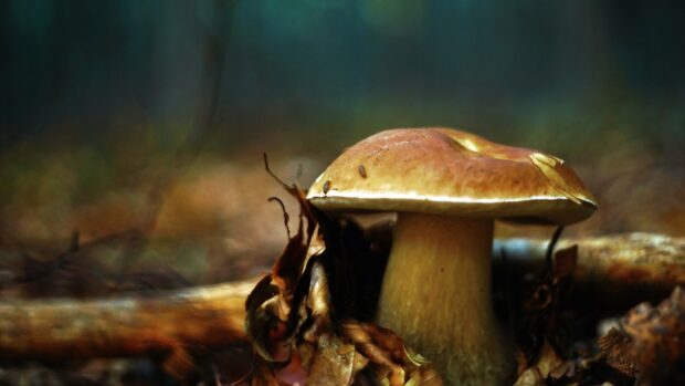 A close up of a mushroom growing among dry leaves in the forest floor