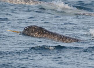 A narwhal swimming with its long tusk visible above the ocean surface