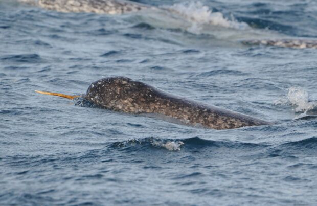 A narwhal swimming with its long tusk visible above the ocean surface