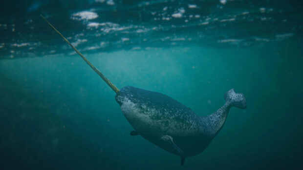 Narwhal swimming underwater with a long tusk in clear ocean water