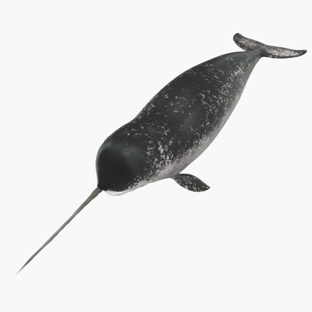 A detailed narwhal swimming in open water with a long tusk visible