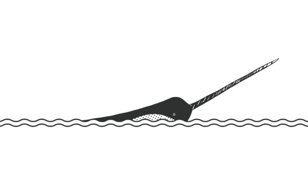 A narwhal swimming in the ocean with a long pointed tusk above the water surface