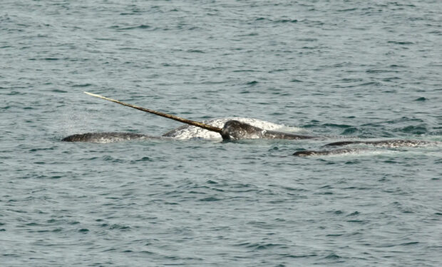 A narwhal swimming in the ocean with its long tusk visible above the water surface