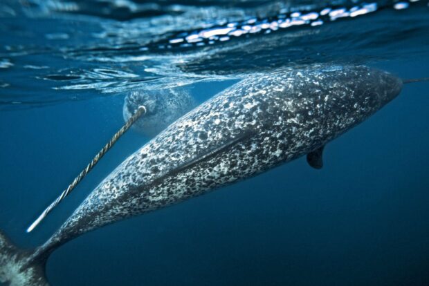 A narwhal swimming underwater with its distinct long tusk visible in clear blue ocean