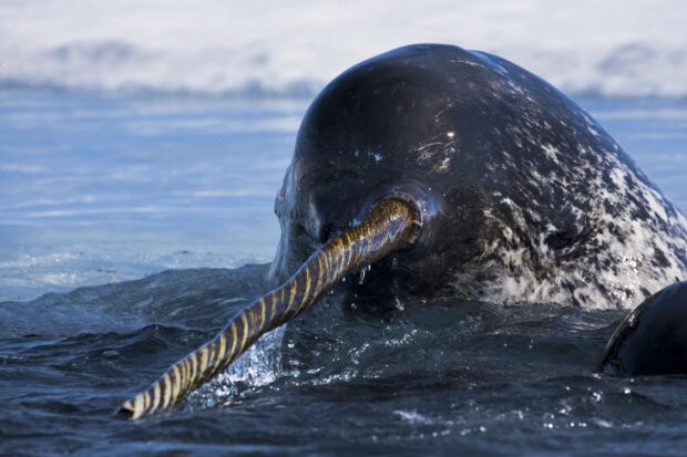 A narwhal with a long tusk swimming in icy ocean waters near icebergs