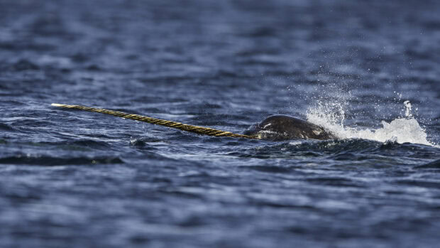 A narwhal with a long tusk swimming in the ocean water creating splashes