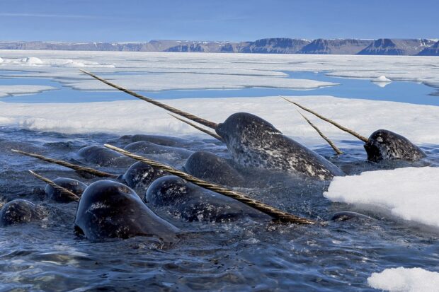 A pod of narwhal swimming in icy Arctic waters with mountains in the background